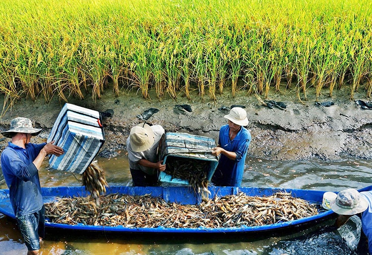 Thu hoạch tôm sạch nuôi theo hình thức Lúa -Tôm ở Cà Mau - Ảnh: T.L