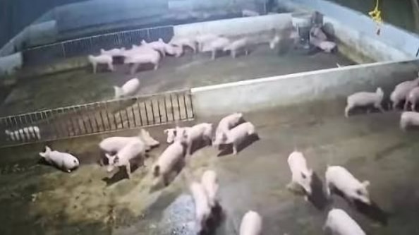 Video cảnh đàn lợn chạy tán loạn trong trận động đất ở Sơn La 