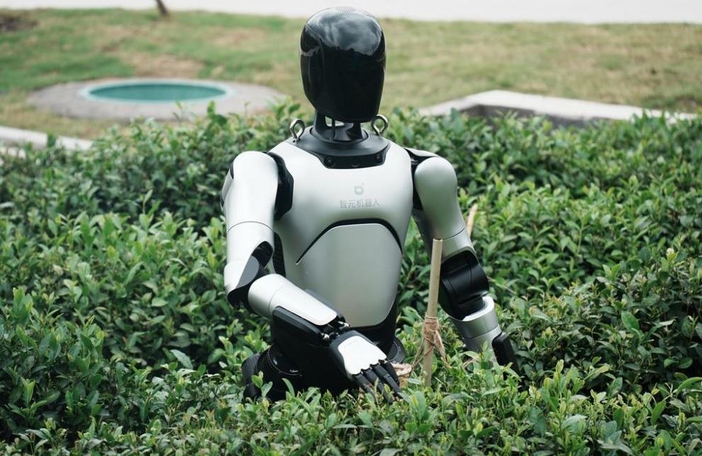Robot hình người Agibot A2 trực tiếp xuống đồng hái chè Long Tỉnh 
