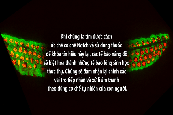 dot-pha-tai-tao-te-bao-thinh-giac-bao-gio-nguoi-diec-nghe-lai-duoc-hinh-anh 2
