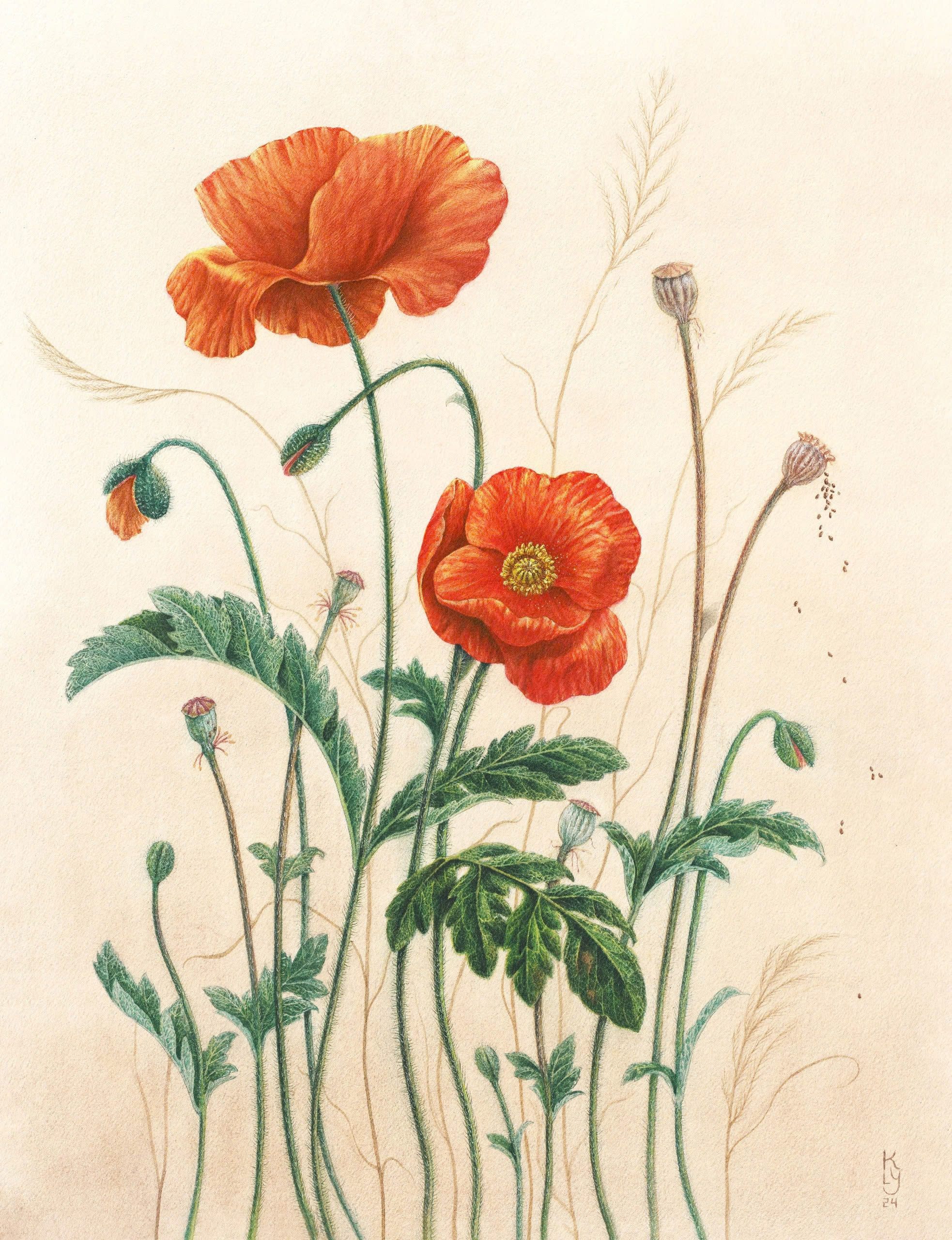 Papaver Rhoeas 44 cm x 56 cm (họa sĩ Ly Nguyễn)