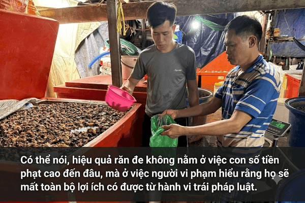 Hàng tấn thịt ốc bươu đã qua sơ chế, được ngâm trong dung dịch hóa chất Natri Silicate. Ảnh: minh họa