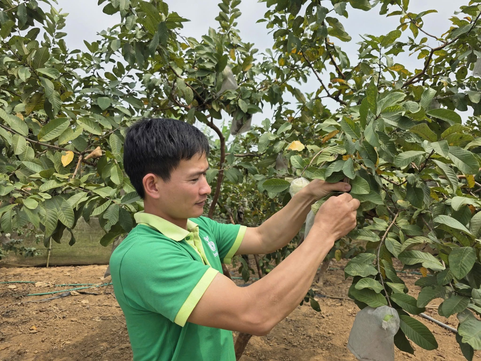 Trang trại Kim Sơn Farm của anh Chinh đã phát triển trên diện tích gần 10ha, kết hợp trồng rau hữu cơ, cây ăn quả, chăn nuôi và chế biến thực phẩm. Ảnh: NVCC