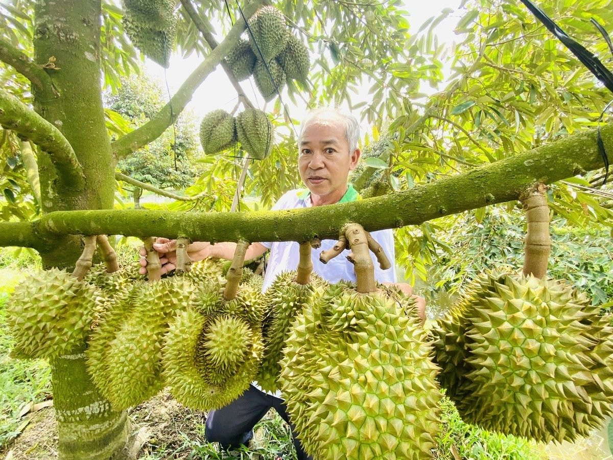 Đơn giản hóa thủ tục cấp mã số vùng trồng, bước tiến của nông nghiệp thông minh 