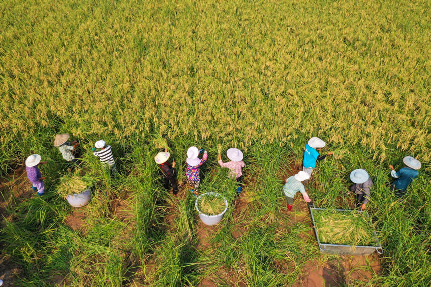 anh 1 lúa khổng lồ