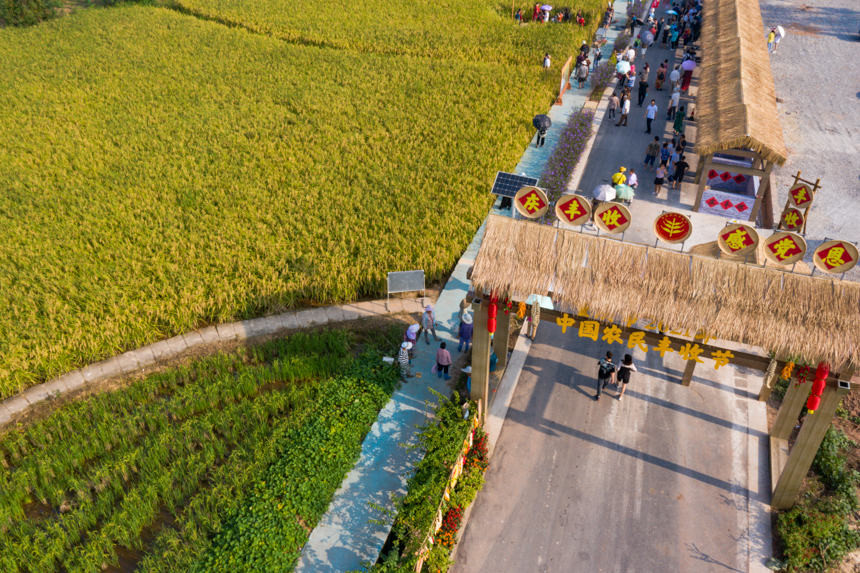 lúa khổng lồ anh 4