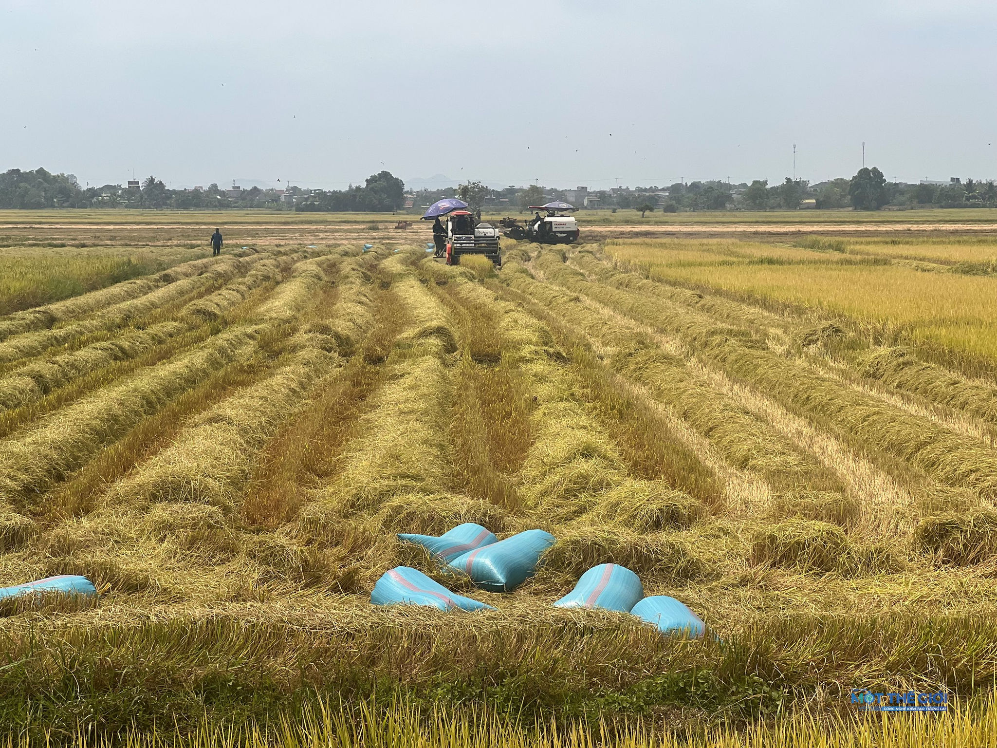 Những hạt lúa được thu mua không chỉ là sản phẩm nông nghiệp, mà là kết tinh của quá trình áp dụng khoa học kỹ thuật, theo dõi đồng ruộng chặt chẽ và sự đồng hành xuyên suốt của HTX với người nông dân. Ảnh: HL