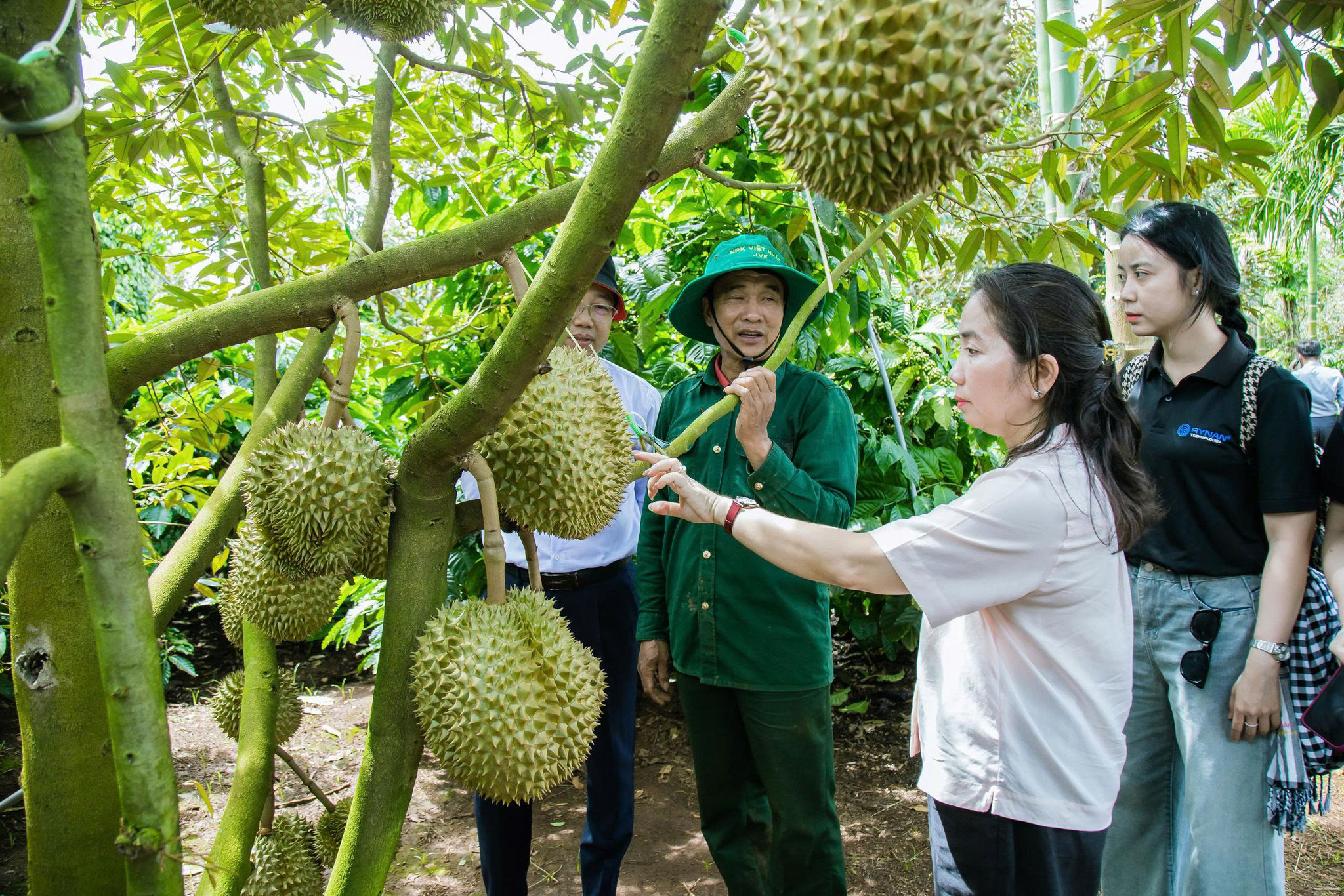 sầu riêng 1 (5)