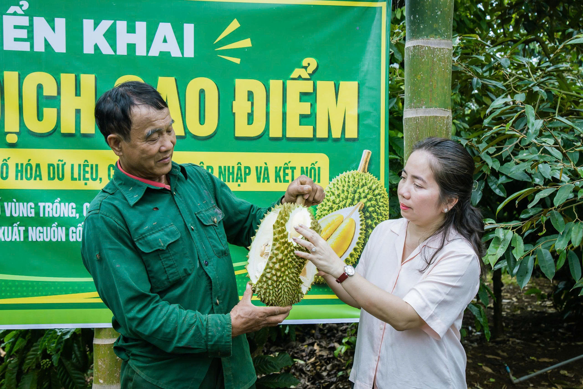 sầu riêng 1 (7)