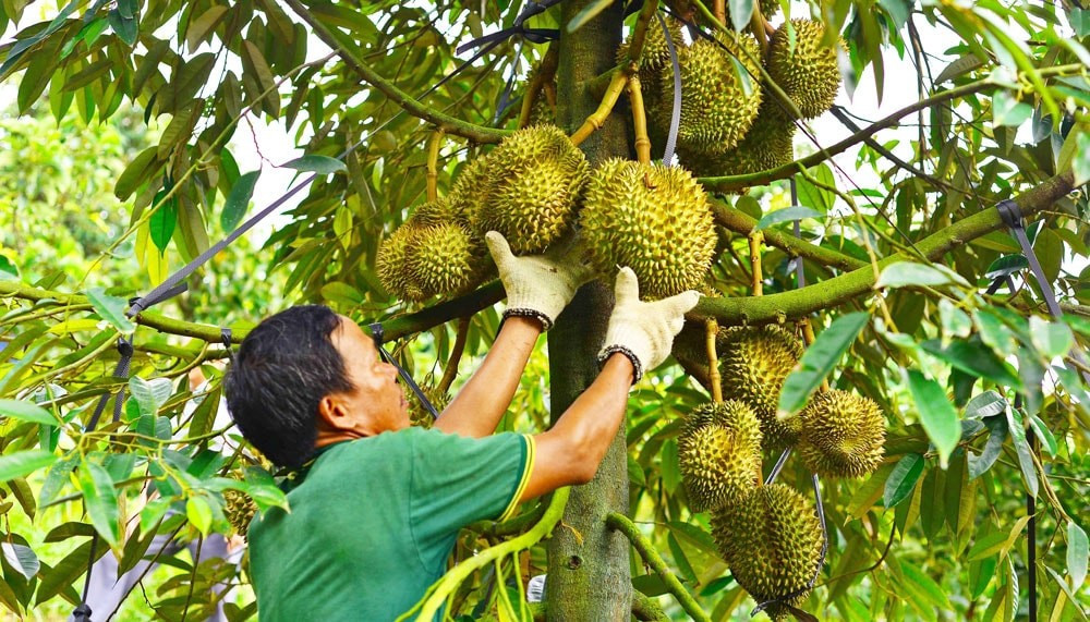 Sầu riêng 8