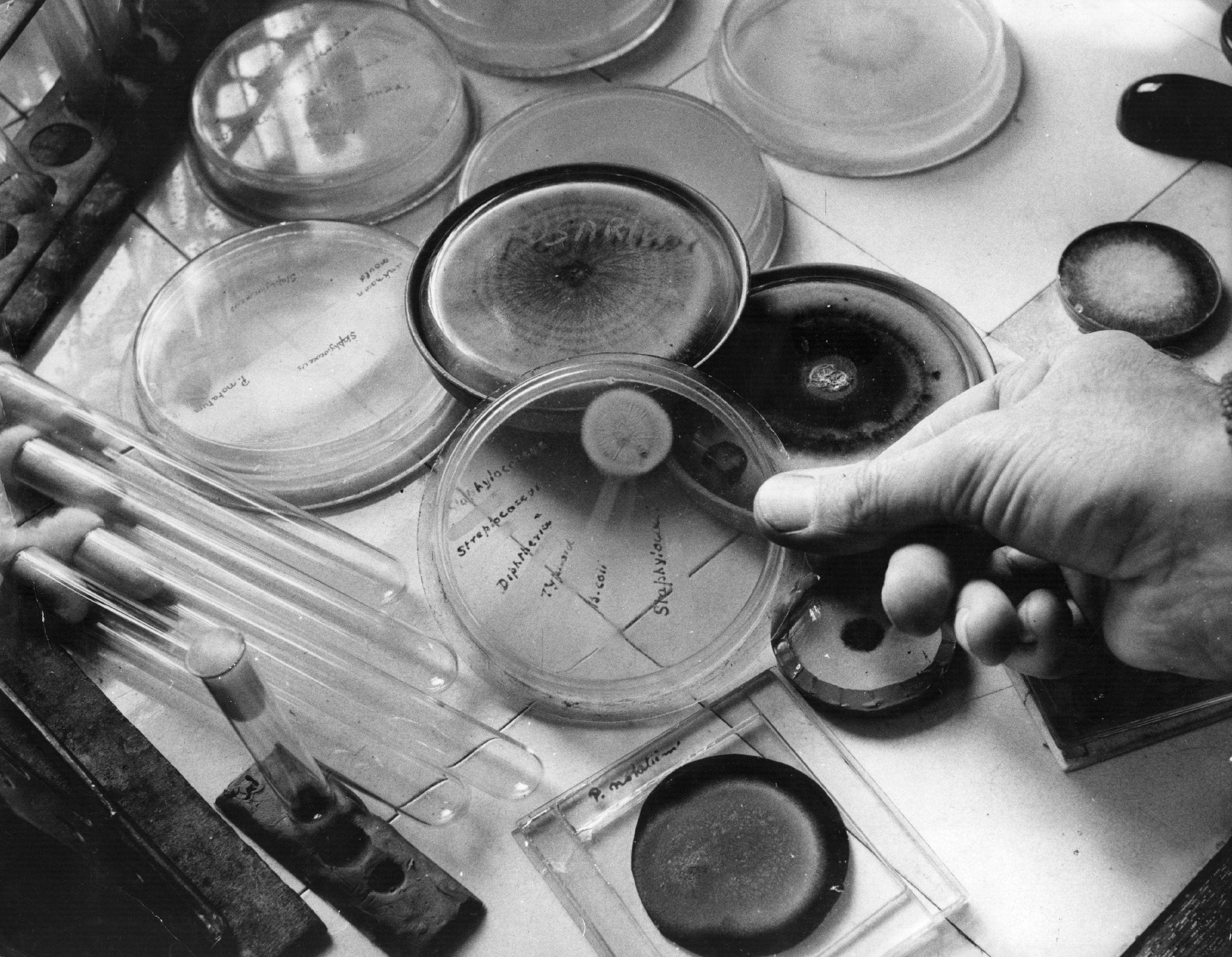 Alexander Fleming và góc khuất của ‘phép màu’ penicillin Điều trị cho trợ lí bất thành (4)