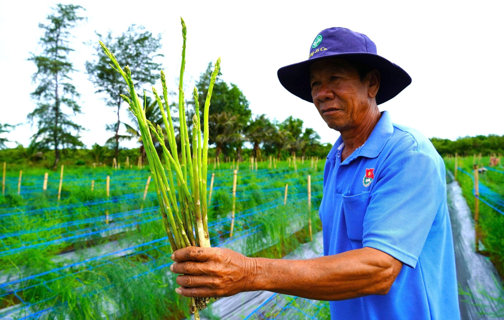 Bỏ cây cũ, nông dân miền Tây trồng thứ cây 'lạ' trên đất cát, thu tiền đều tay mỗi ngày 