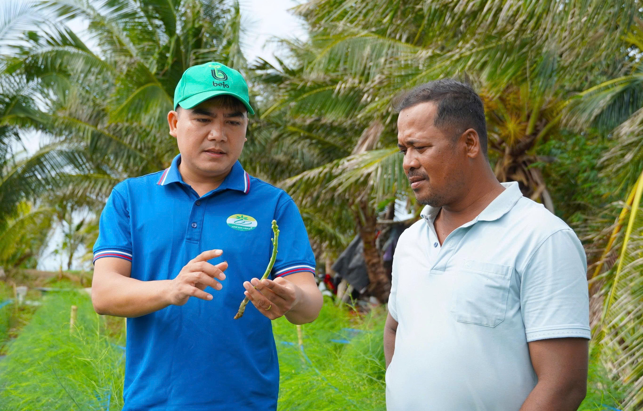 măng tây trên đất cát (3)