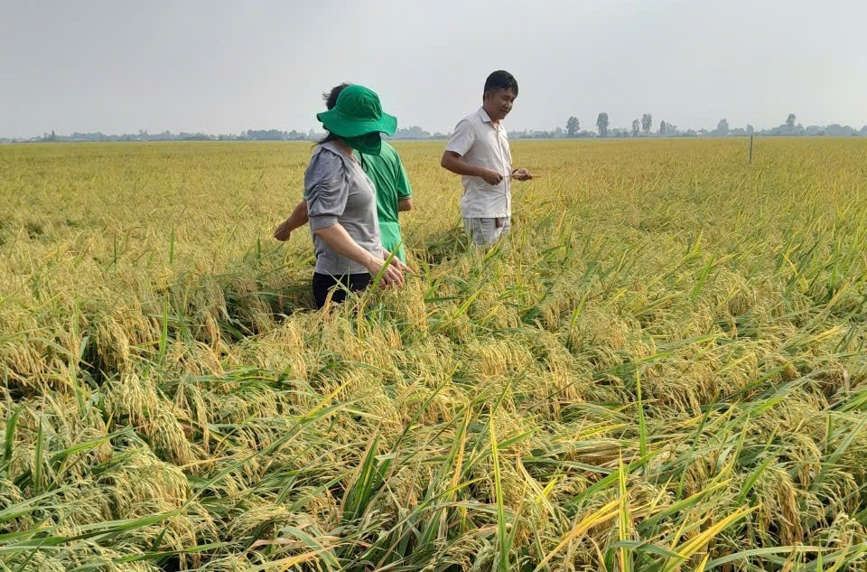 Giảm giống, bớt phân, ít thuốc: Nông dân miền Tây được gì từ đề án 1 triệu ha? 