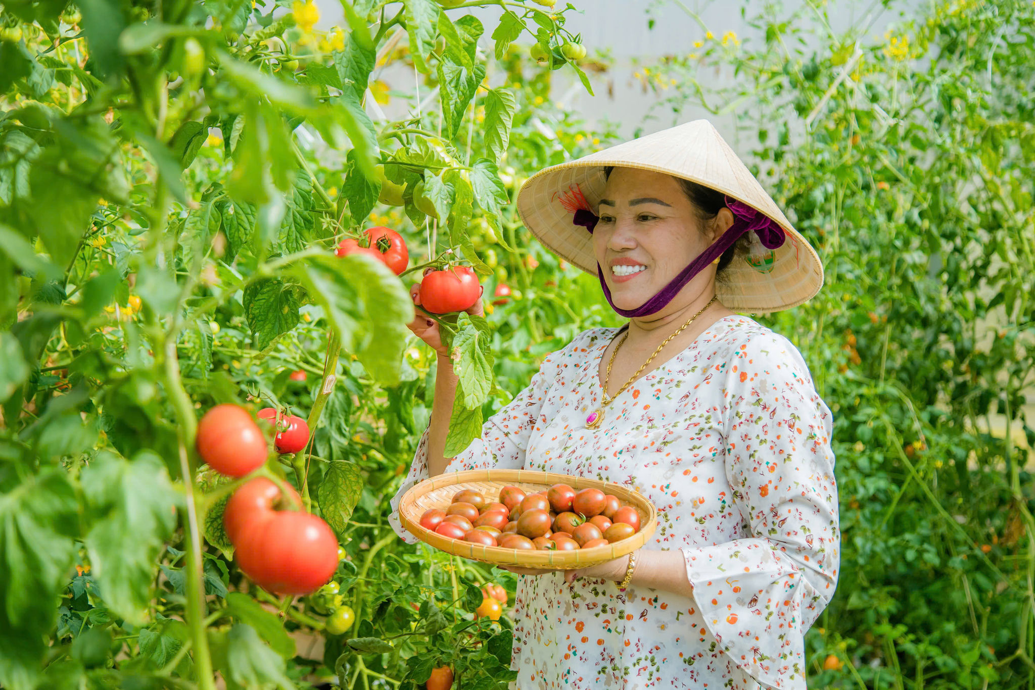 Một nông trại ở Lâm Đồng làm cách gì để bán nửa tấn rau thơm sang Singapore mỗi tháng? 
