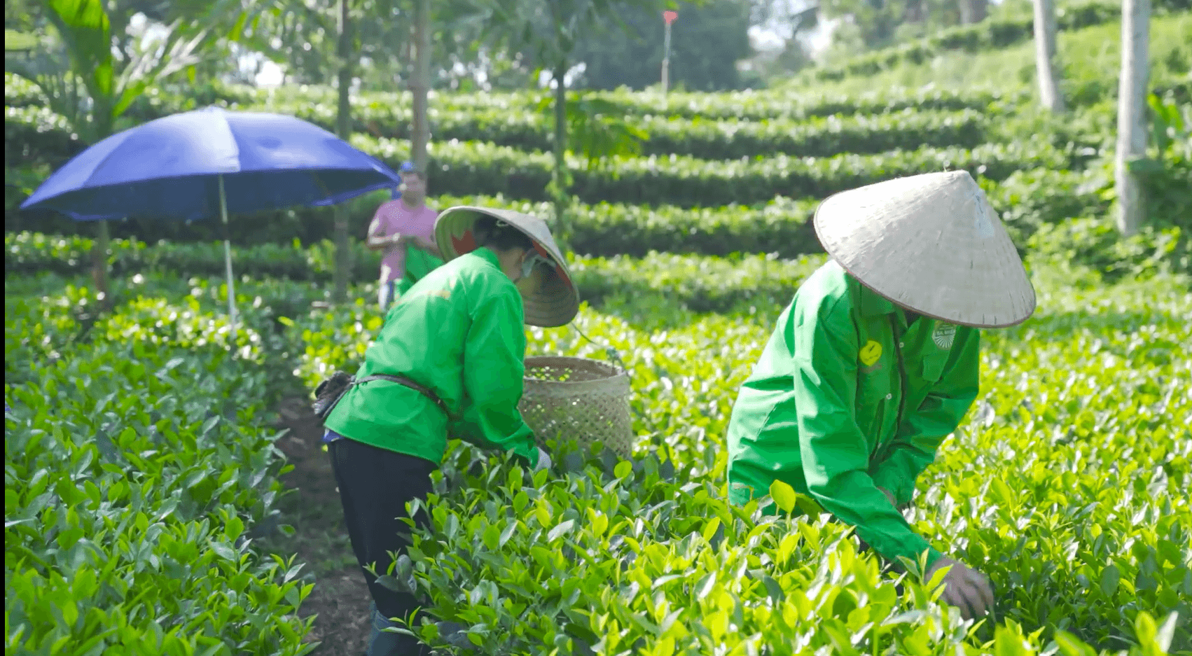 chè thái nguyên