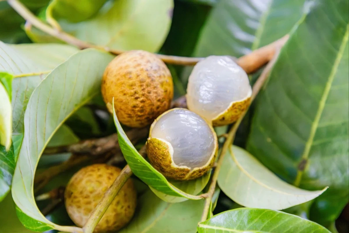 Chấn động ngành nông nghiệp Trung Quốc: Lai thành công vải và nhãn ra giống quả mềm ngọt, không xơ, năng suất gấp đôi 