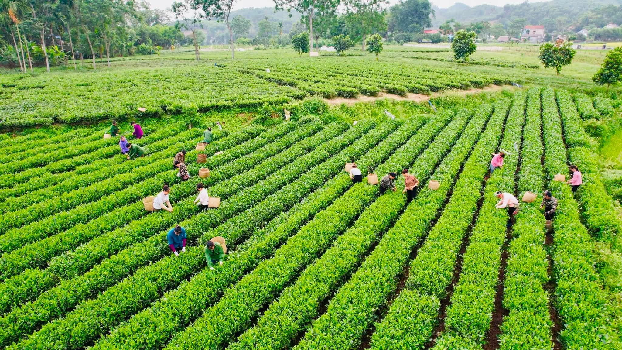HTX Nông sản Phú Lương (2)