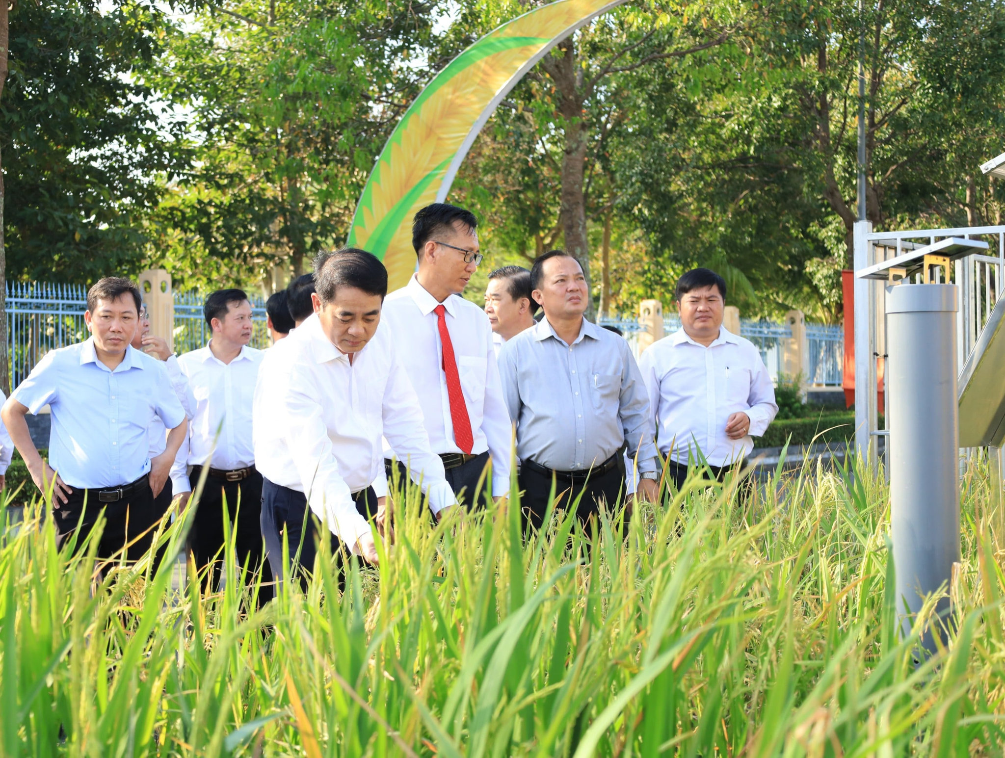 lua gảo 3