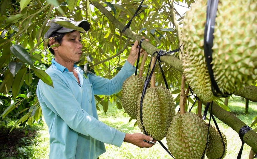 mã số vùng trồng
