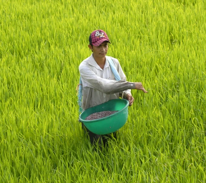 Một thay đổi trong cách bón phân đang giúp lúa ĐBSCL tiến tới sản xuất thông minh 