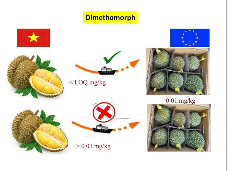 Quy định về dư lượng những chất cấm trên trái sầu riêng sang thị trường Trung Quốc. Ảnh: T.L