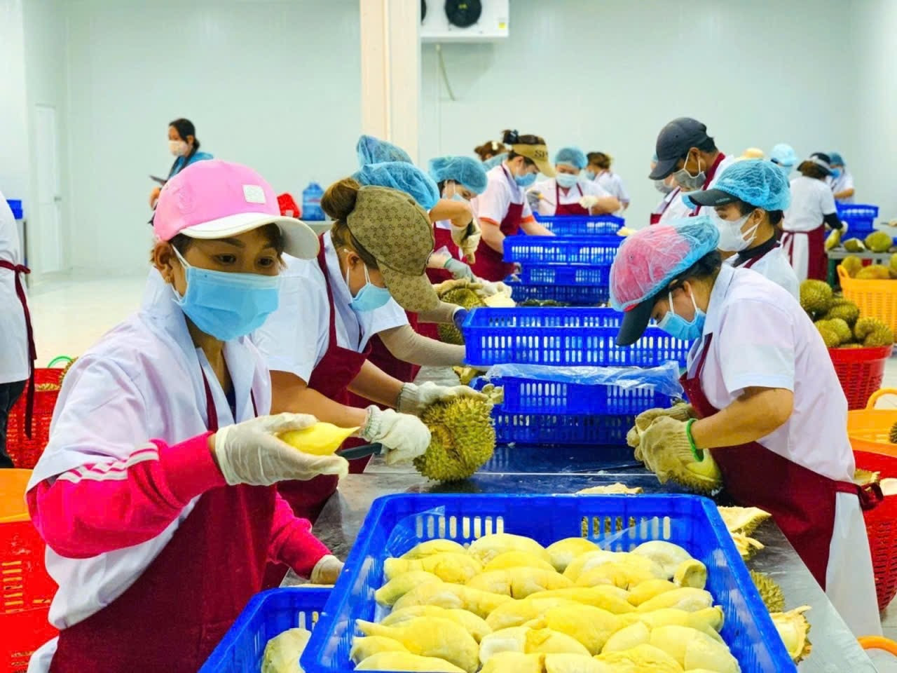 Công nghệ sau thu hoạch giúp nông sản Việt gia tăng giá trị trên thương trường 