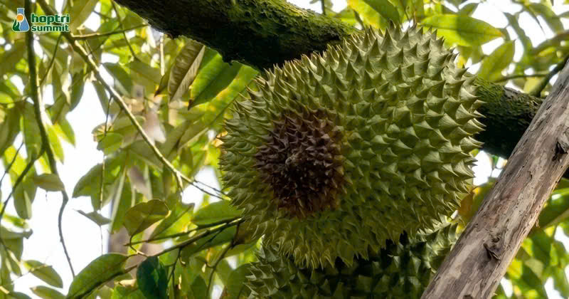 thối trái 3