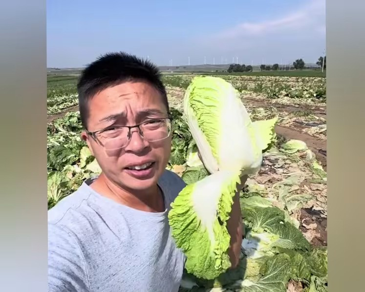 Cải thảo Trung Quốc