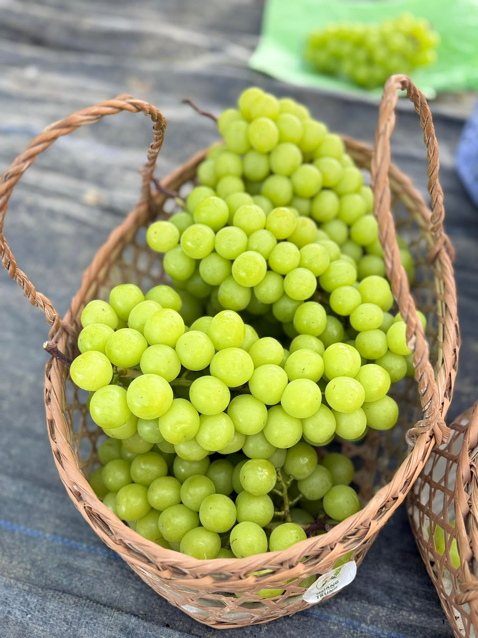nho công nghệ cao (3)