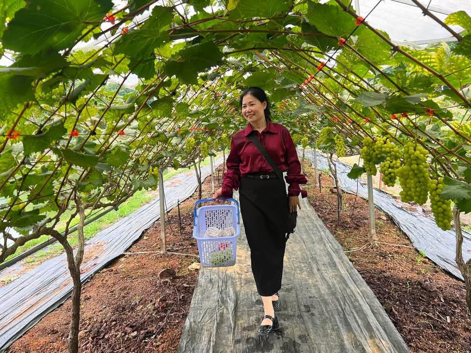 nho công nghệ cao Phú Thọ (4)