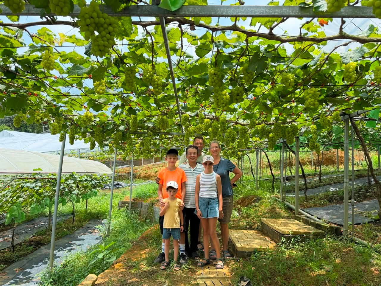 nho công nghệ cao Phú Thọ (5)