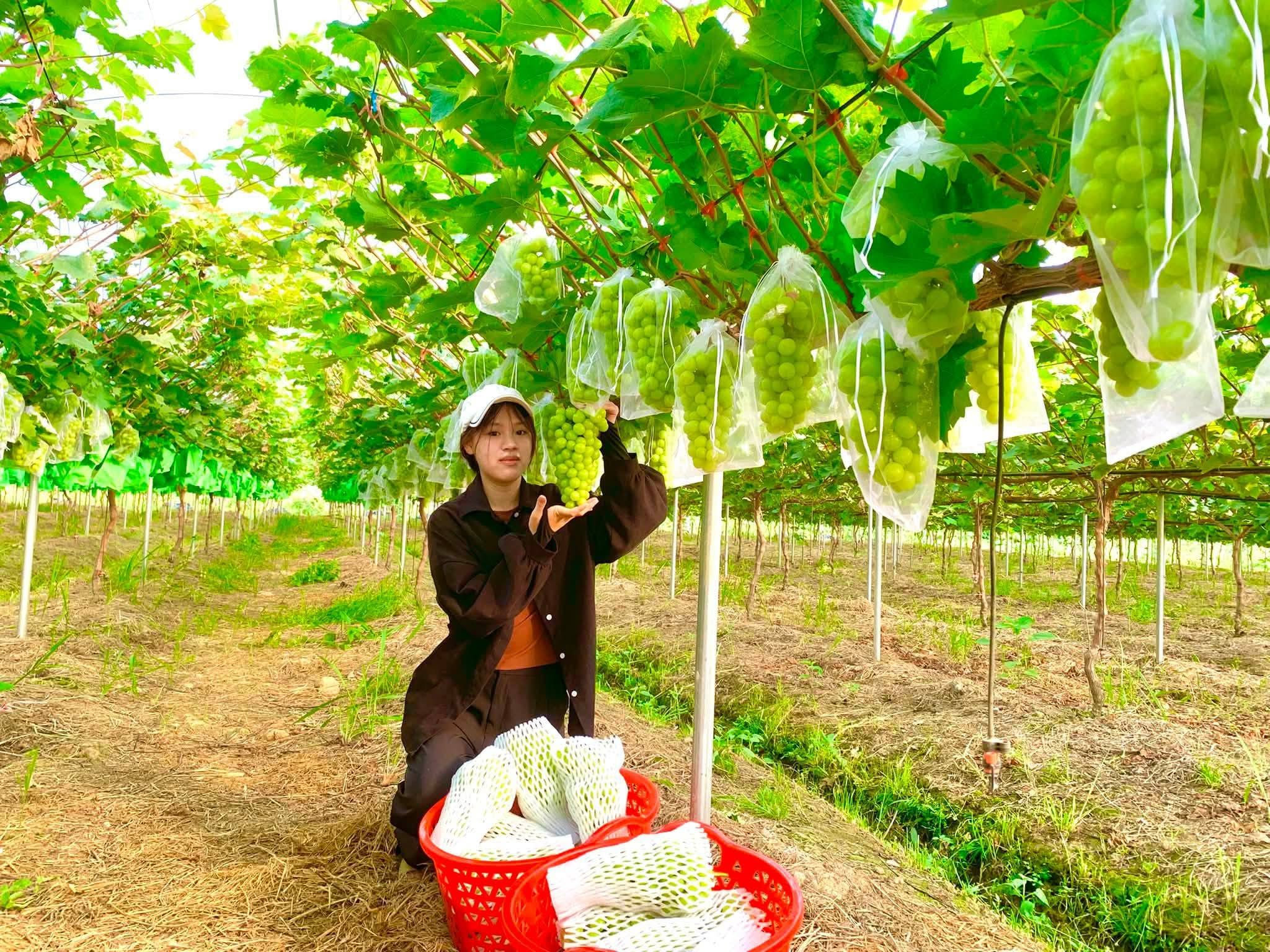 Nuôi gà bằng máy, trồng nho nhà màng, nuôi lợn trên cao: Công nghệ vào tận chuồng trại (Bài 4) 