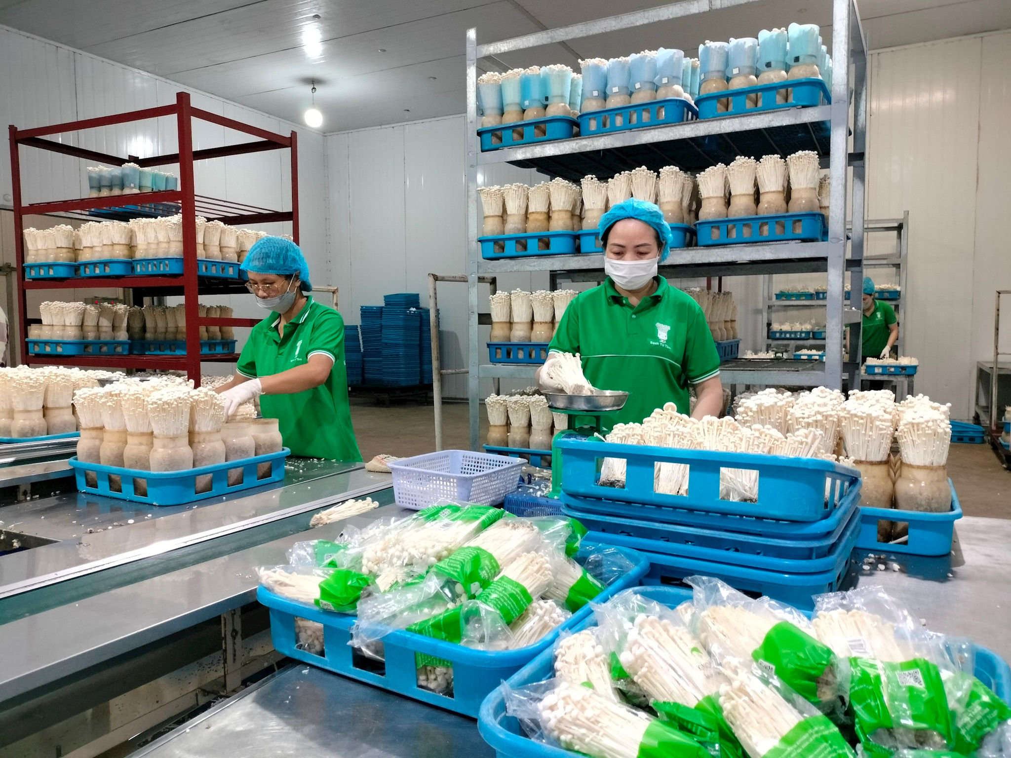 Anh trồng nấm công nghệ cao