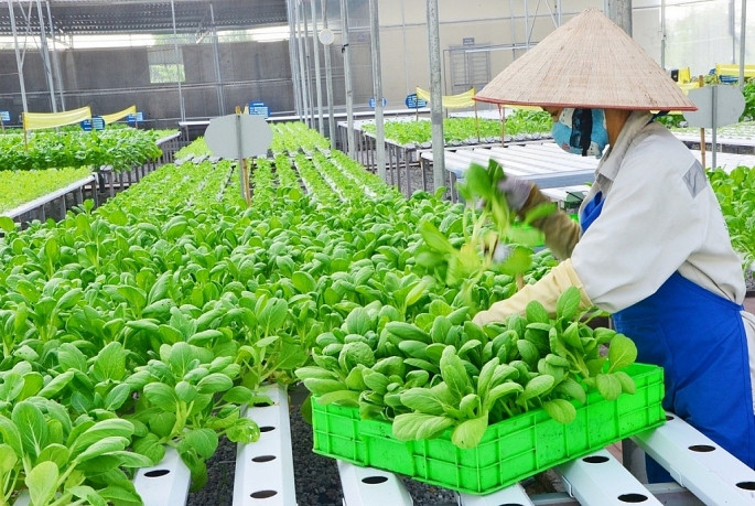 Anh trồng rau thủy canh