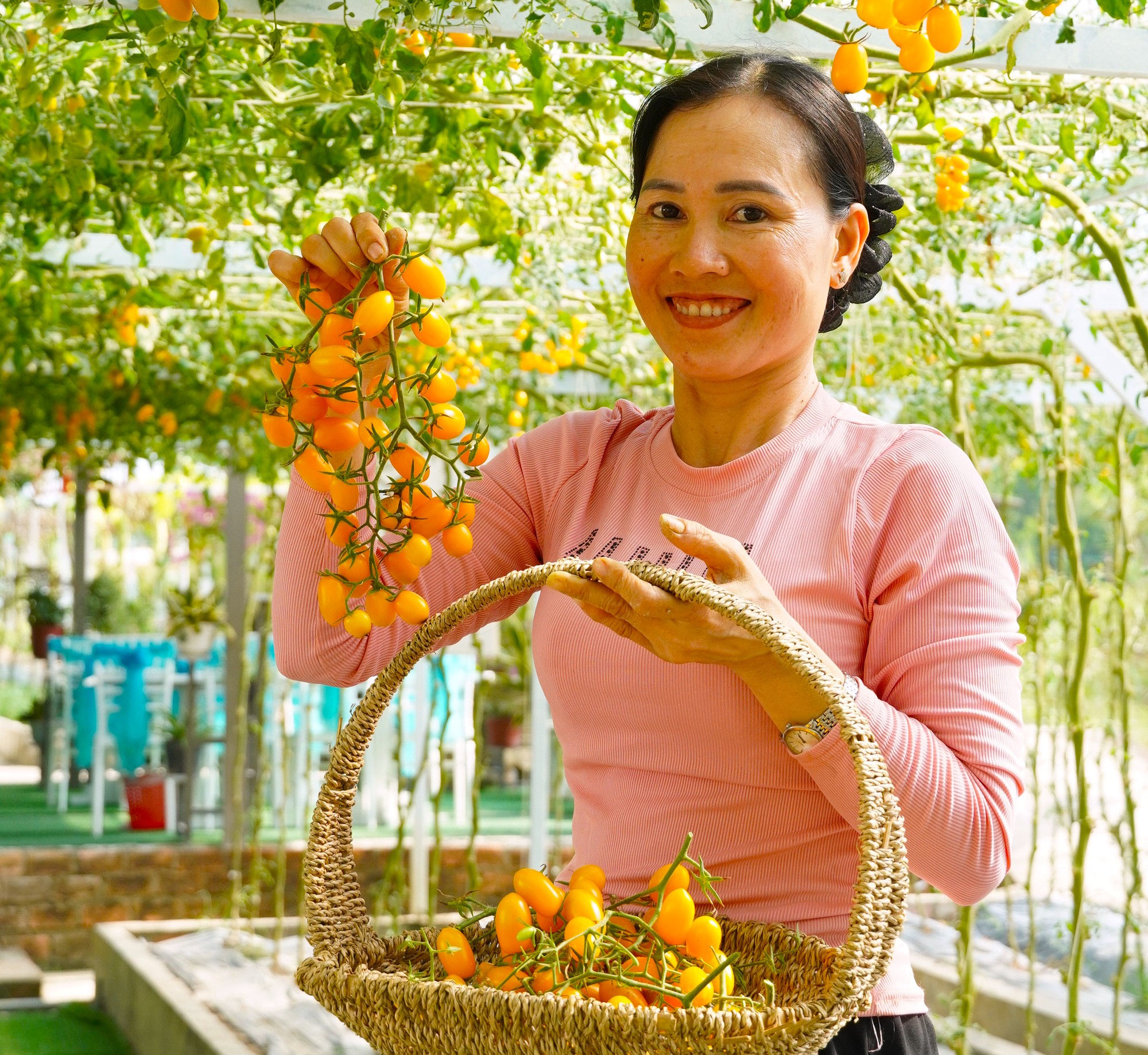 Trồng cà chua cherry, dưa lưới, ớt chuông ở Cà Mau ra quả to, ngon, ngọt, người người kéo đến xem