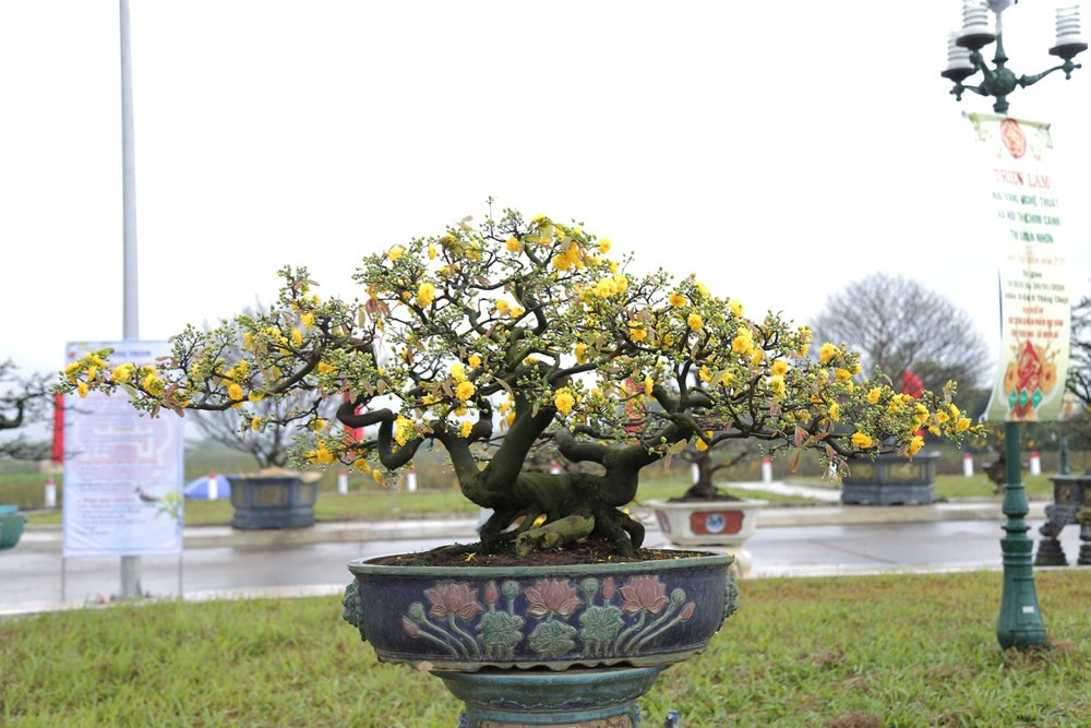 “Mai vàng An Nhơn Đông