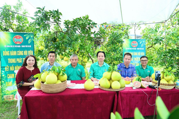 livestream bán bưởi chum phú nghĩa 1
