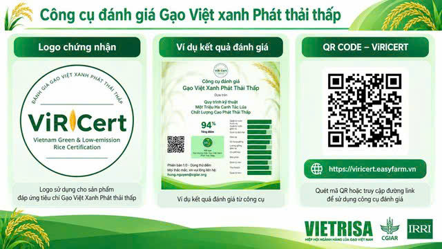 IRRI CT 7