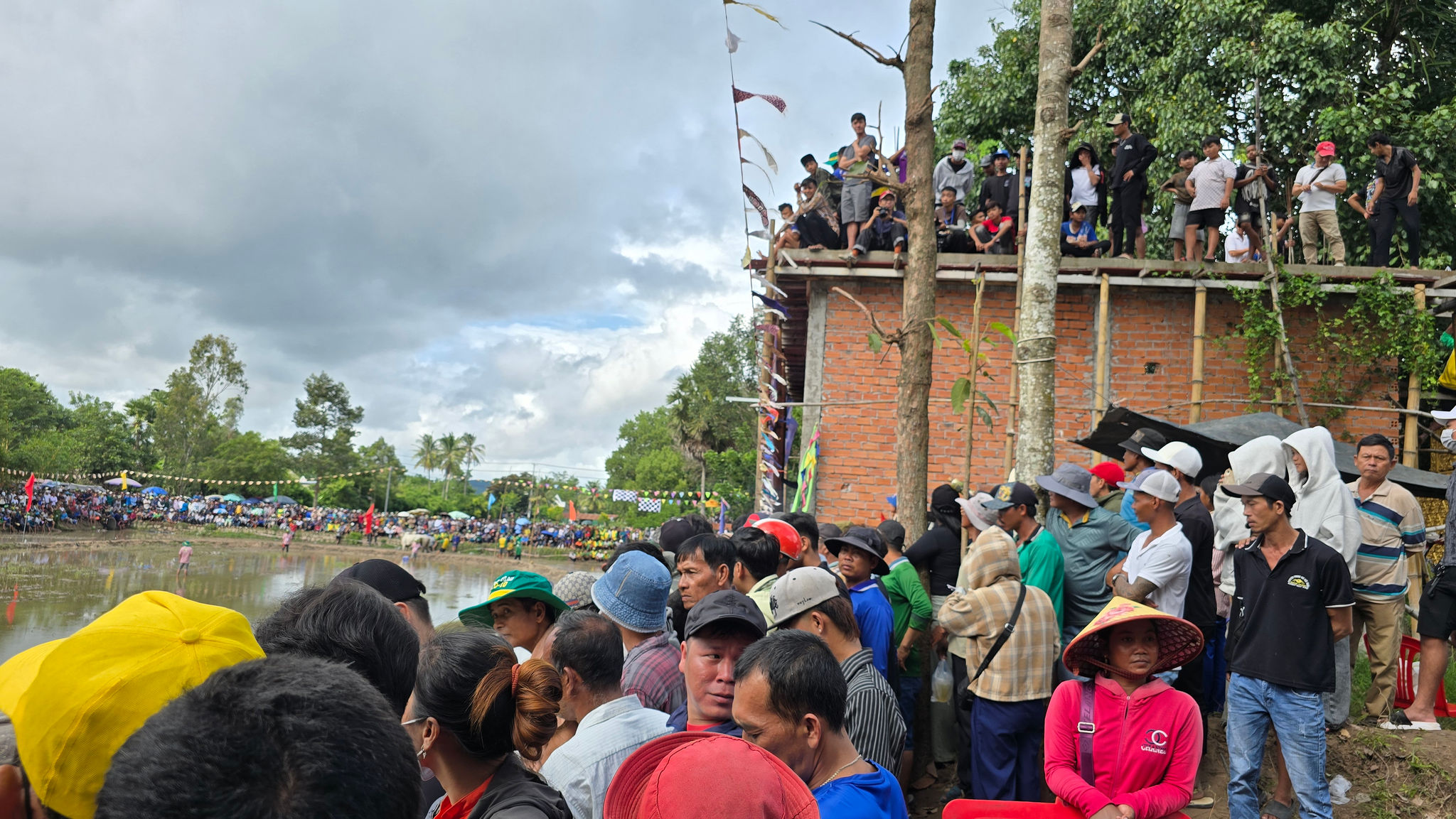 Khán giả không chỉ đứng hai bên bờ sân đua bò mà còn trèo trên cây, nó chùa để xem đua bò