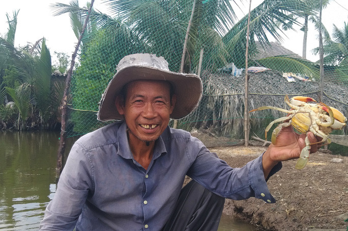 Cua Cà Mau biển đã mang lại nguồn thu nhập khá cho nhiều hộ nuôi ở Cà Mau
