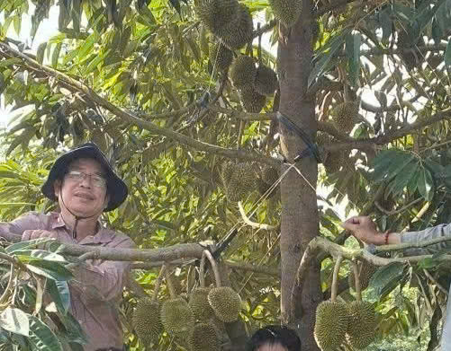 TS. Bùi Thanh Liêm: Người 'giữ lửa' khoa học giữa vườn cây miền Tây 