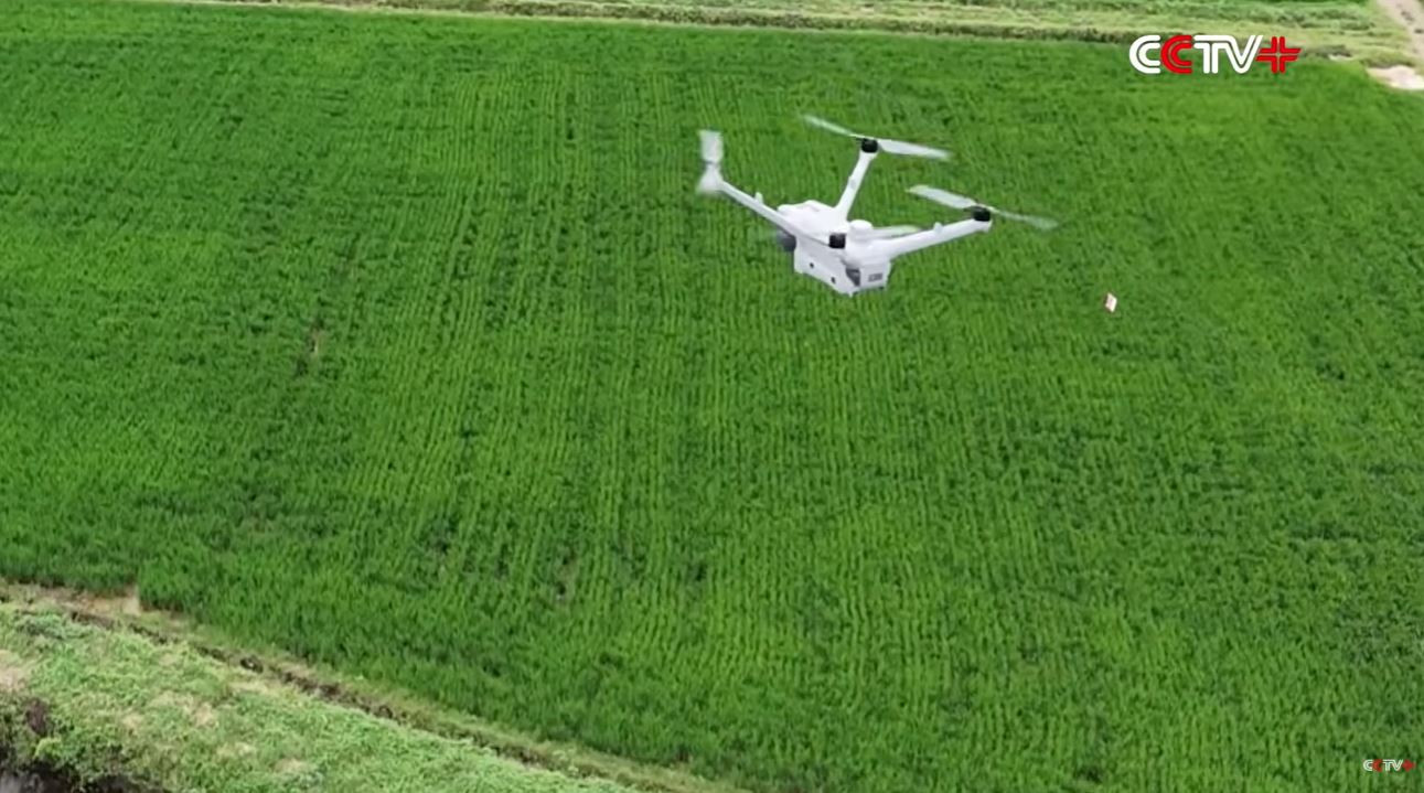 Drone và AI thay đổi phương thức canh tác, ruộng lúa vắng hẳn bóng người 