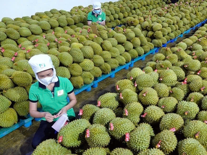 SAU RIENG DBSCL 6