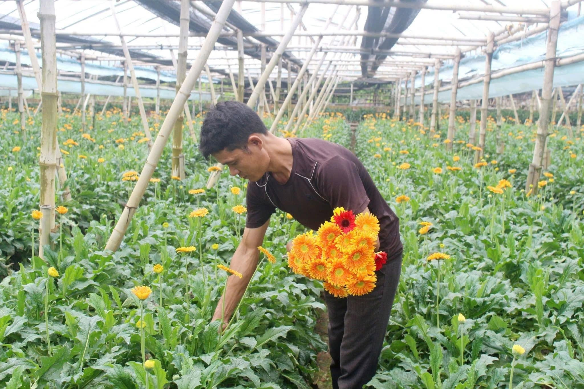 Bỏ ruộng lúa, bí mật 'hái ra tiền tỷ' từ mô hình nhà màng ven đô 