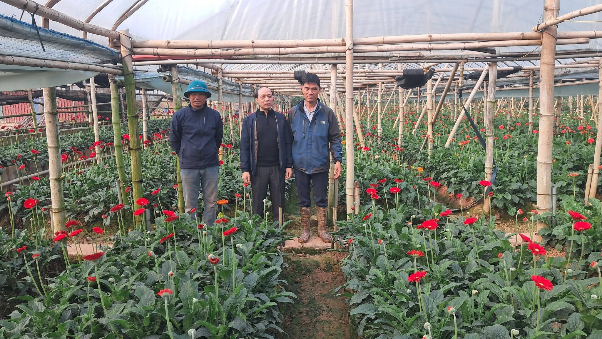 Nhờ đầu tư bài bản, vườn hoa đồng tiền công nghệ cao của gia đình anh cho năng suất và chất lượng vượt trội, không còn phụ thuộc nhiều vào thời tiết.