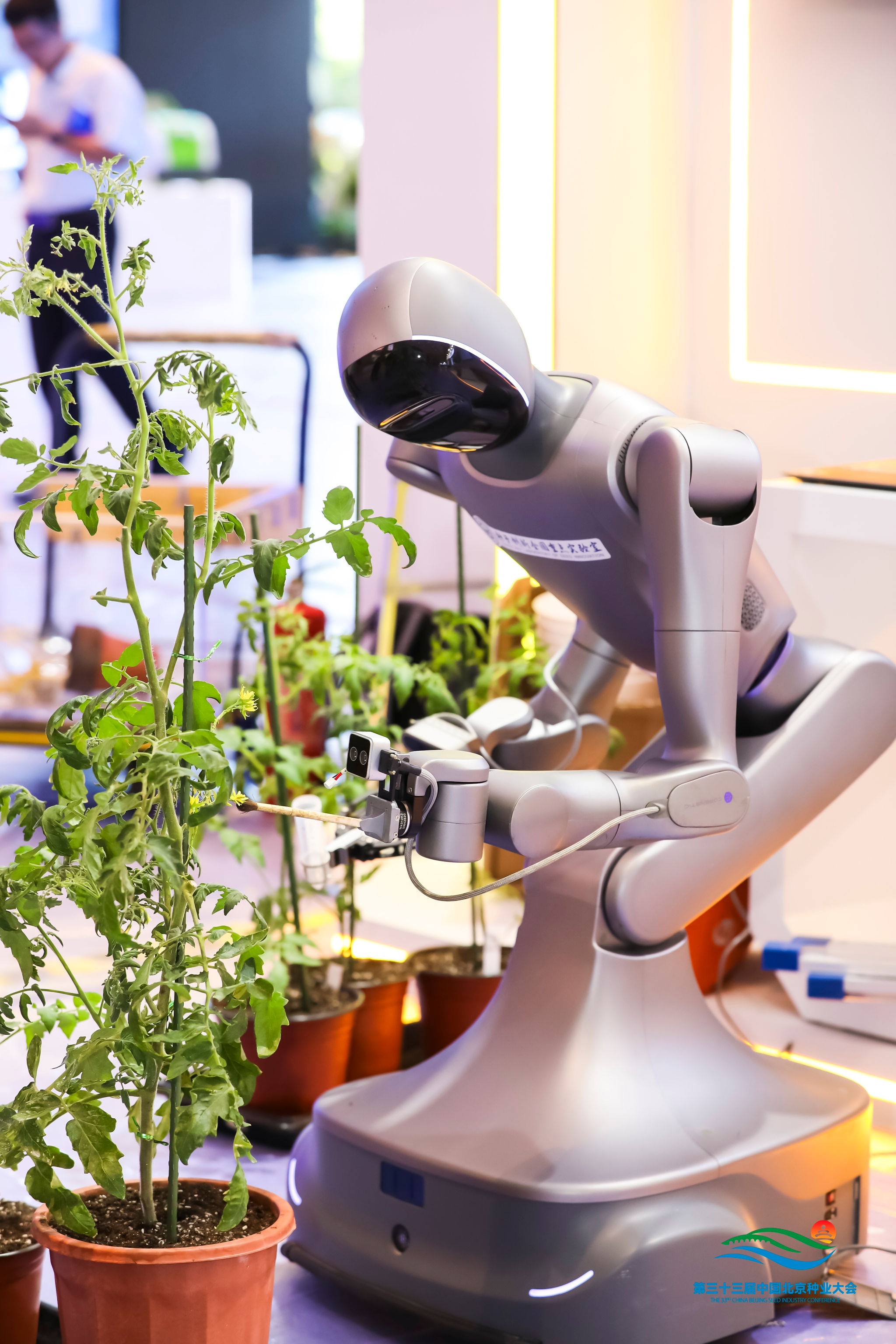 Robot tự gạt lá, thụ phấn hộ cây cà chua: AI đang 'chọn tạo giống' đến đâu rồi? 