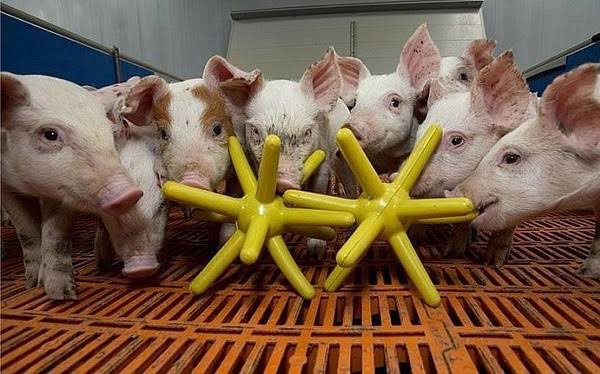 Lợn, bò, gà,... cũng cần được 'vui vẻ': Việt Nam đang loay hoay tìm chính sách phúc lợi động vật 