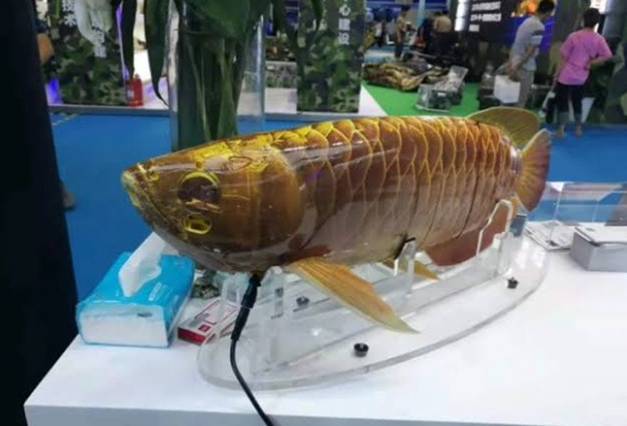 'Vua cá cảnh' Kim Long Quá Bối phiên bản robot, bơi lượn giống thật đến mức khó phân biệt 