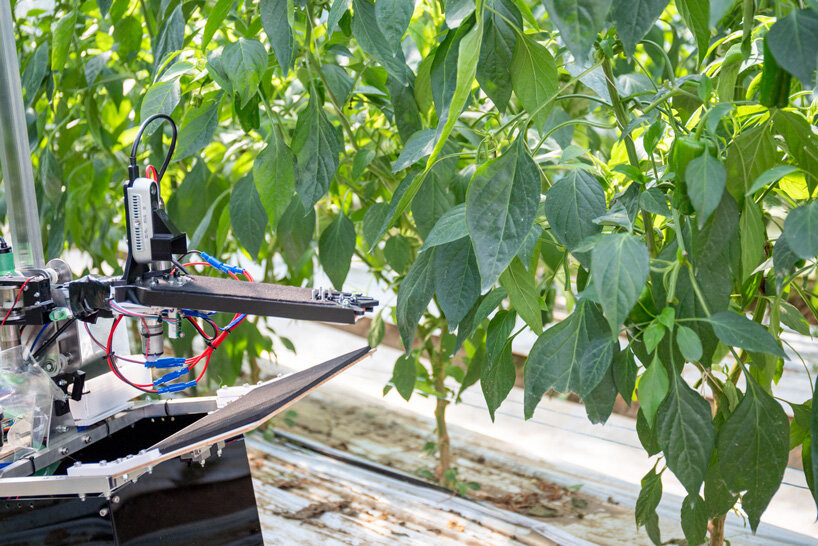 Robot hái ớt chuông với độ chính xác cao.